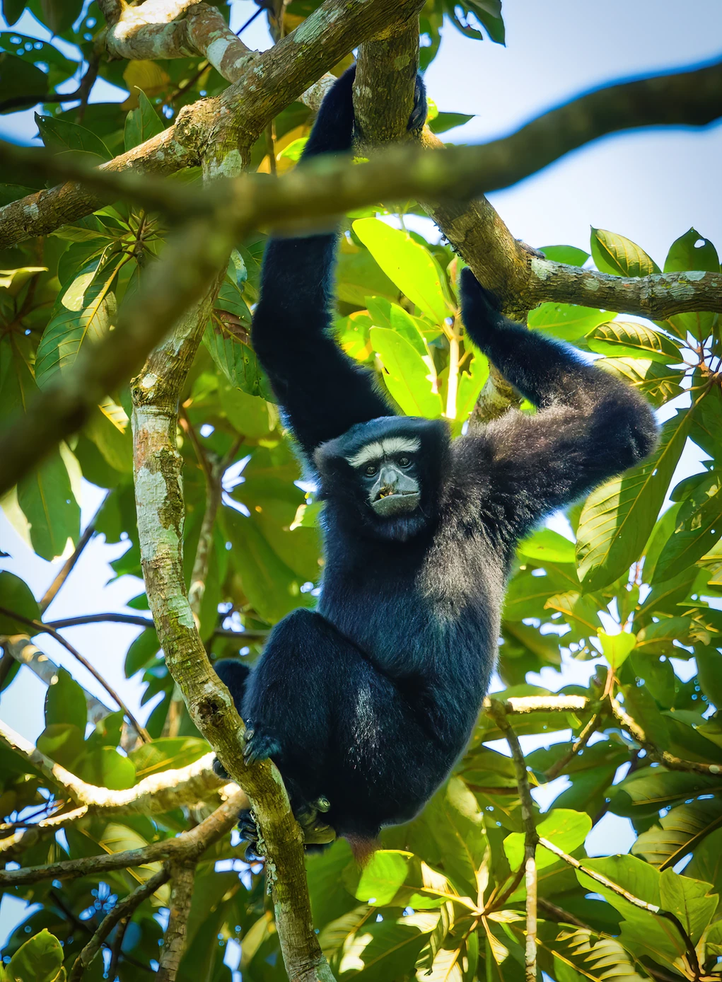 Save Hollongapar Gibbon Wildlife Sanctuary