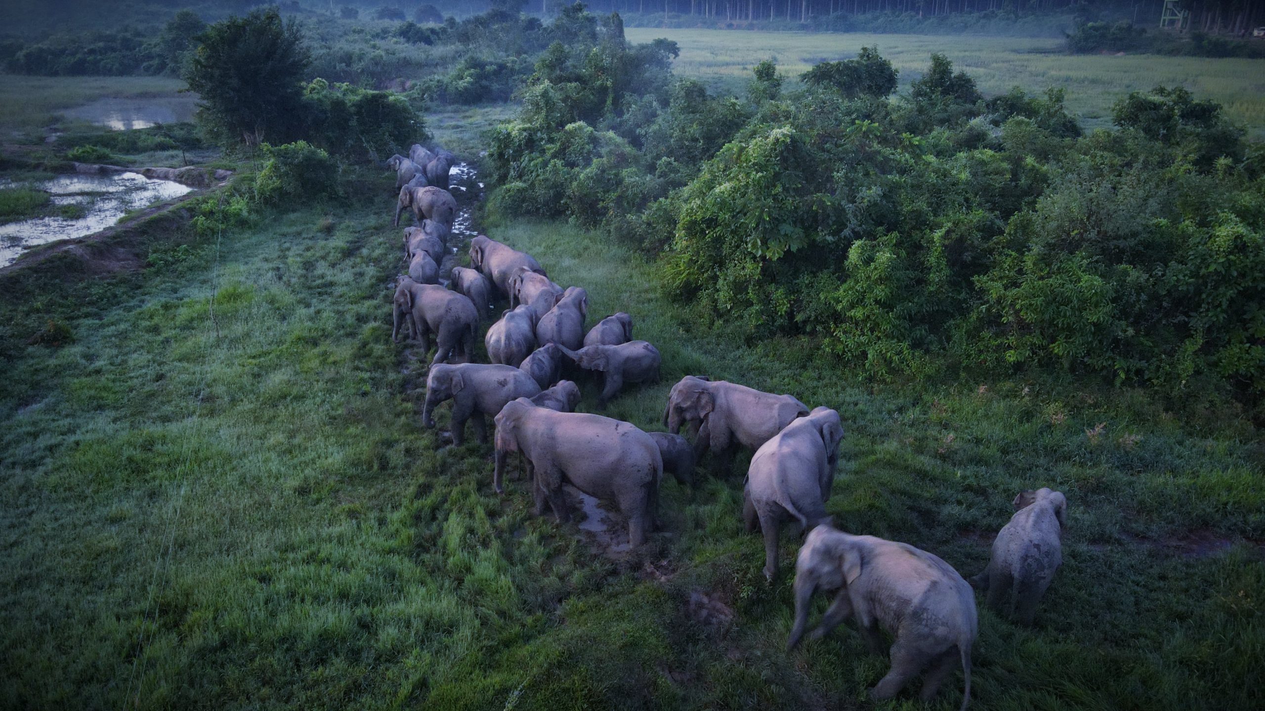 A Solution for Human-Elephant Conflict